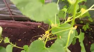 ДЫНИ И ИНЖИРЫ.  Коротко о формировке.