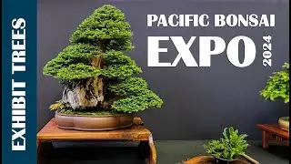 2024 Pacific Bonsai Expo | Part 1 Exhibit Trees
