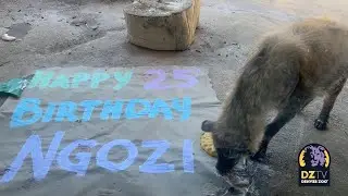 Ngozi the Spotted Hyena Turns 25 🎉