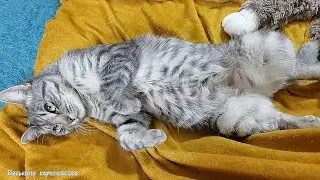 Коты - существа, умеющие получать от жизни максимум удовольствия