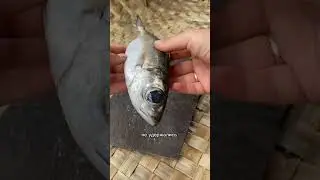 Еда для выдр и рецепт рыбы 