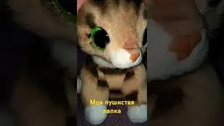 Моя пушистая лапка! Котенок мурлыка❤️😊🤗