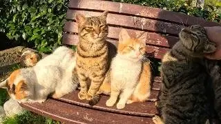 At the cat island bences are reserved for cats only
