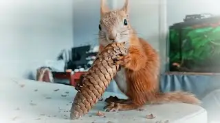 Білченя Пікачу їсть шишку 🥜 / Squirrel Pikachu eats a cone #squirrel #animals #cuteanimals #pets