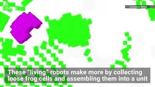 These Robots Are Made From Biological Tissue and They’ve Figured Out a Way to Self-Replicate