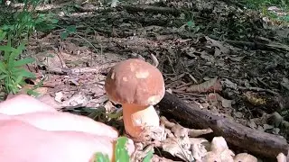 Squirrels and birch boletes in a beech forest. Mushroom picking trips 2021!