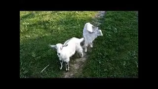 Сорокский район Холошница часть 2