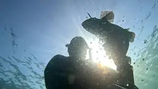 Поиски Окуня Шлегеля