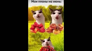 Котики 🐈 Мои планы на ИЮНЬ #cat #ytshorts #мем #юмор #funny #дуэт #кот #music #прикол #cute