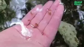 Пресноводные креветки