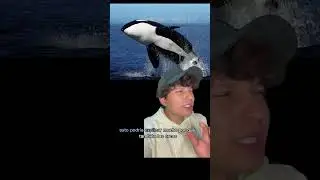 La razón de la apariencia de los pingüinos