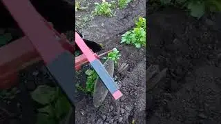 Агромаш МТ110. Окучивание картофеля дисковыми окучниками.