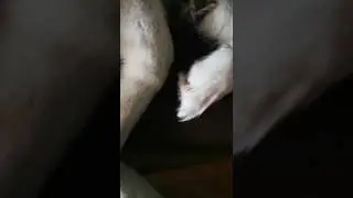 Rate the cuteness