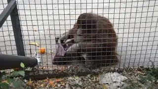 Модница Дана и новая сумка!