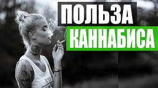 Марихуана вредно ли употреблять? Марихуана польза и вред!