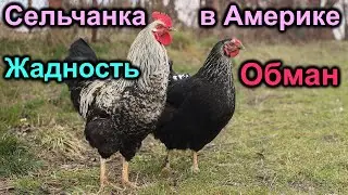 Сельчанка в Америке. Жадность. Обман