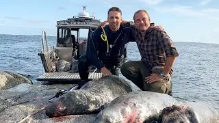 Hunting Grey seals & Muflon in Sweden. TEASER