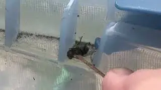 Using the Bug-a-salt to slo-mo exterminate flys on the back porch