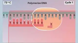 polymerase chain reaction (PCR) Animation