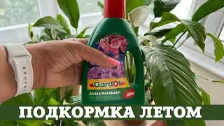 Женское Счастье (Спатифиллум) Всё о Подкормках Летом