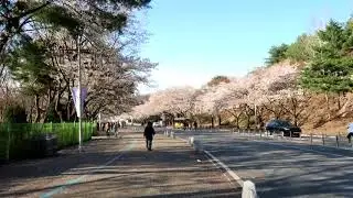 Cherry Blossom Viewing in Seoul Grand Park