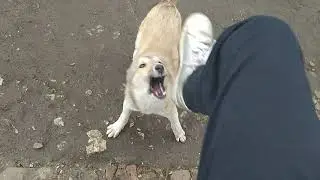 Собака грызёт обувь. Как я чуть без кед не осталась)