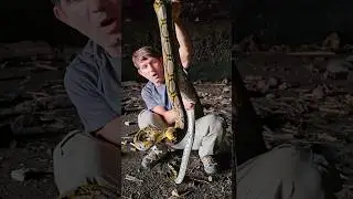 Python in Bat Cave!