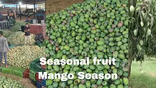 Seasonal fruit| Mango Season