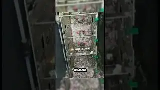 Крыса съела 2 миллиона рублей 