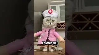 Ты можешь заразиться этим от кошки 