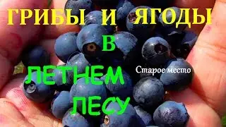 Грибы и ягоды в летнем лесу