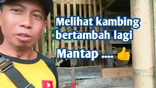 kambing ku beranak kembali tentu sangat senang sekali bertambah lagi kambing nya @AbdulRohman04