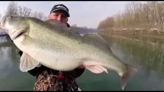 Само большые судаки BIG ZANDER