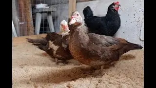 Опять утки