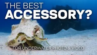 What Is The Best Accessory For Underwater Photography & Video