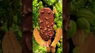 Cocoa fruits🍫 