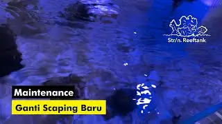 Update Reeftank ada masalah?