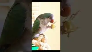 Попугай и колокол.