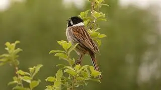 Reed Bunting singing