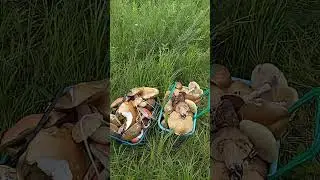 Немного набрали грибов.
