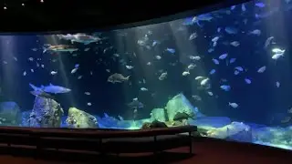 New York Aquarium in Brooklyn, NY | A Snowy & Sunny Day