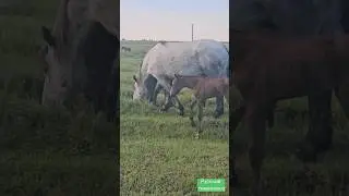 Как лечить понос у жеребят 