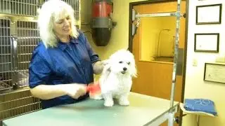 Ocotillo Animal & Pet Resort REVIEWS 480-899-8181  Pet Groomers and Resort Chandler AZ