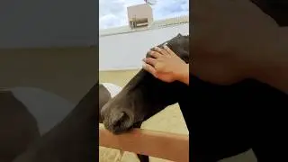 Cavalo 🐎 #cavalo #cavalgada