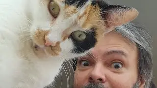 VAI CUIDAR DA TUA VIDA! Gata gorda e saudável!