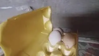 10.07.2020 - куры вывели 20 цыплят