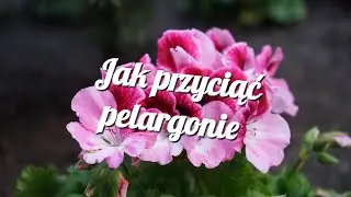 jak przyciąć pelargonie