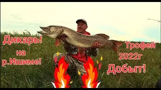 Дикарь!!! На Ишиме! Трофей Добыт!!! Огромная Щука в Казахстане!
