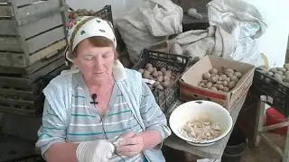 Весенняя посадка чеснока  Подкормка озимого чеснока