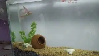Indian aquarium shark
